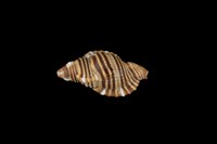 藏品(金色美法螺)的圖片